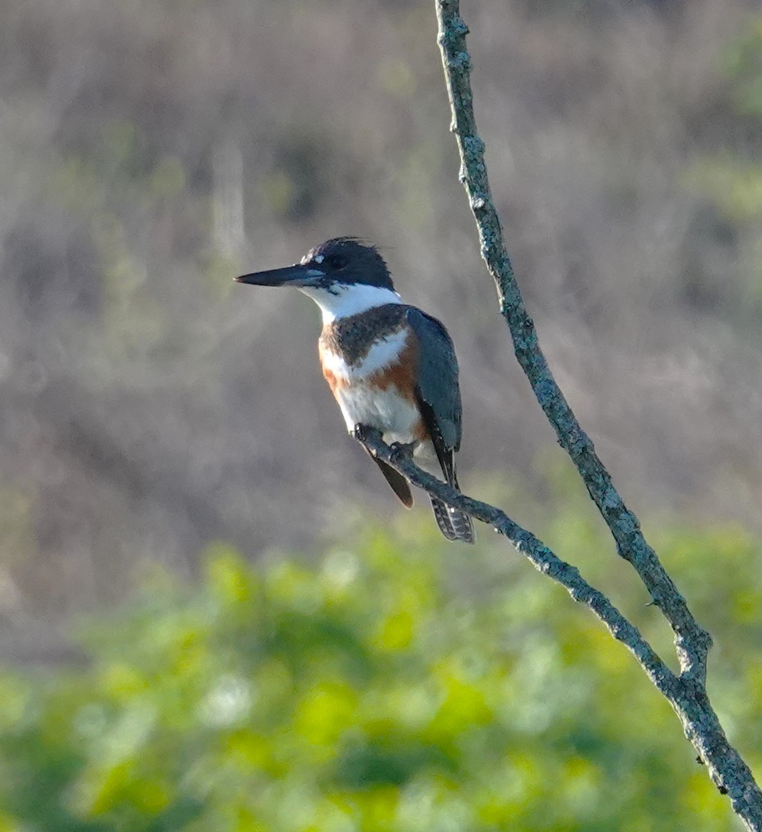 Belted Kingfisher - ML620186534