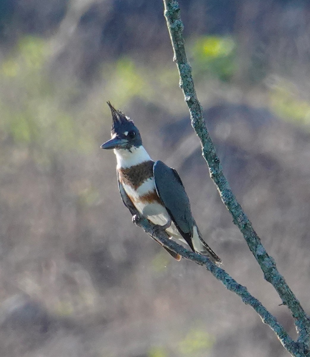Belted Kingfisher - ML620186535