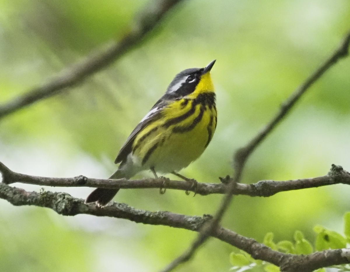 Magnolia Warbler - ML620186536