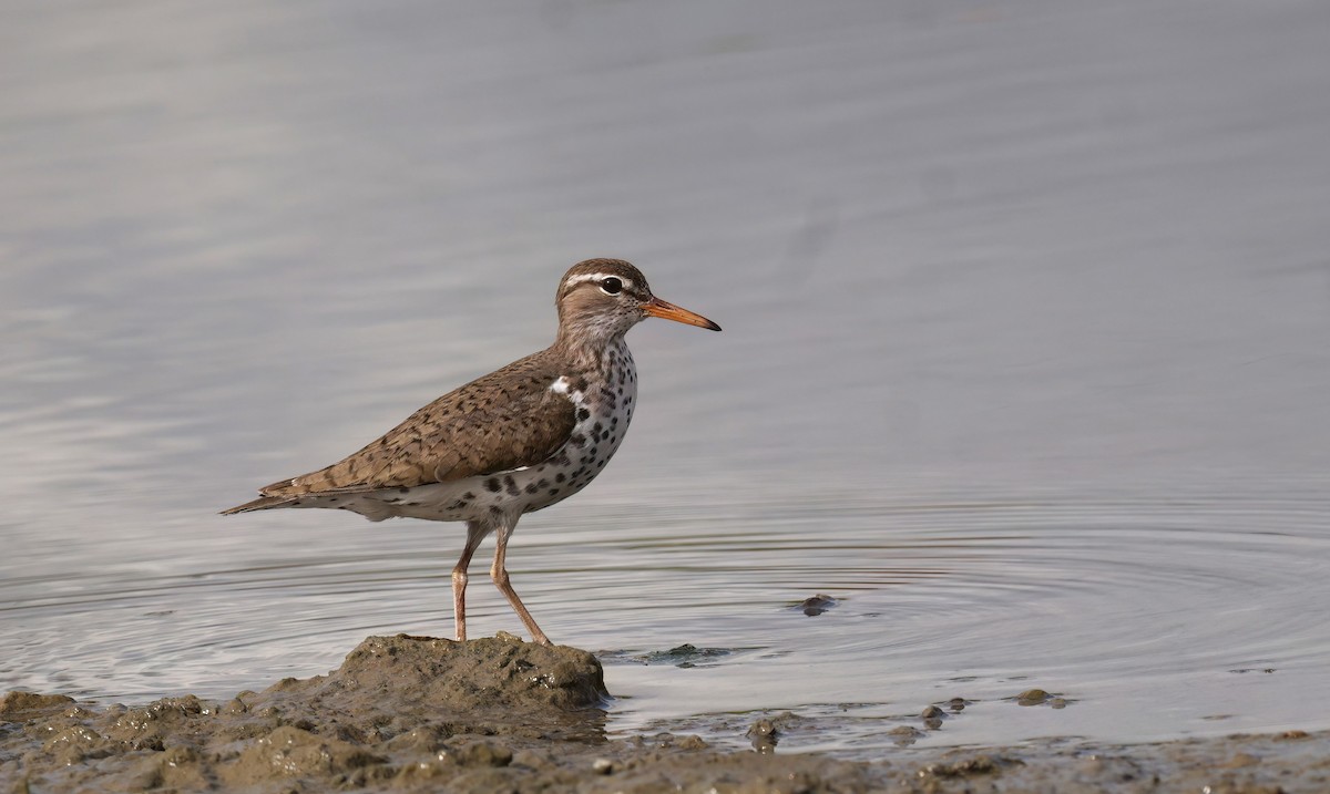 Spotted Sandpiper - ML620186537