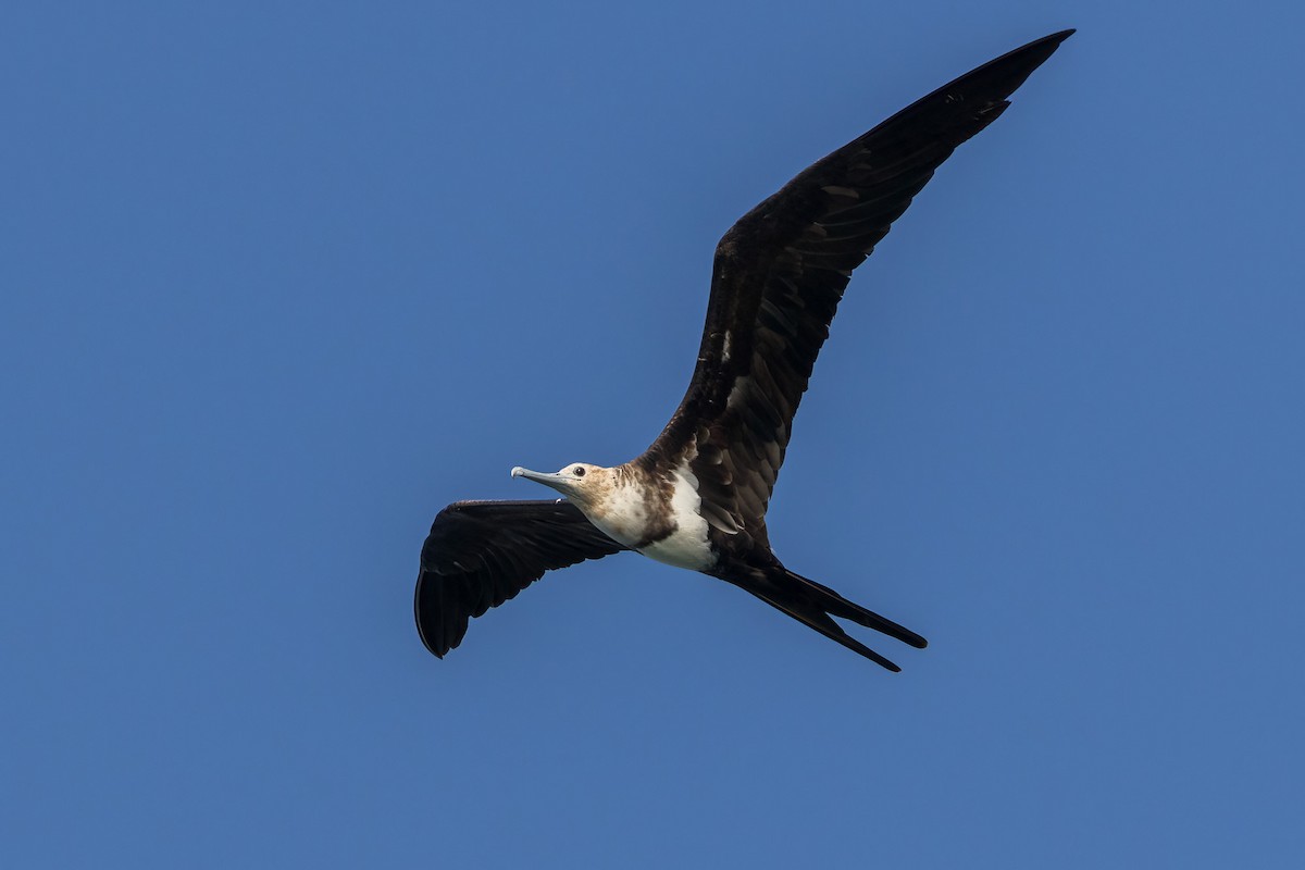 Great Frigatebird - ML620186539