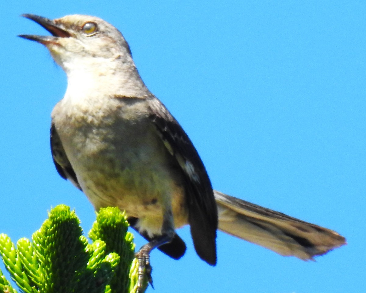 Northern Mockingbird - ML620186540