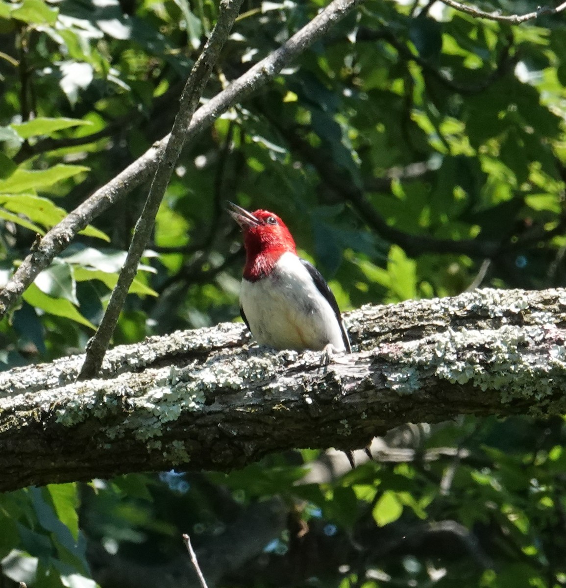 Red-headed Woodpecker - ML620186543