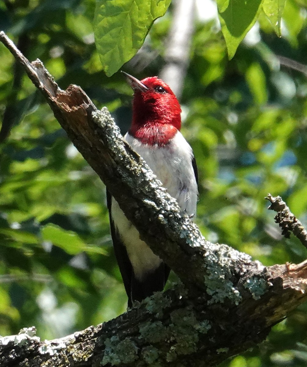 Red-headed Woodpecker - ML620186544
