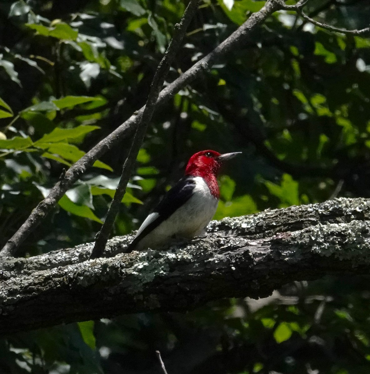 Red-headed Woodpecker - ML620186545
