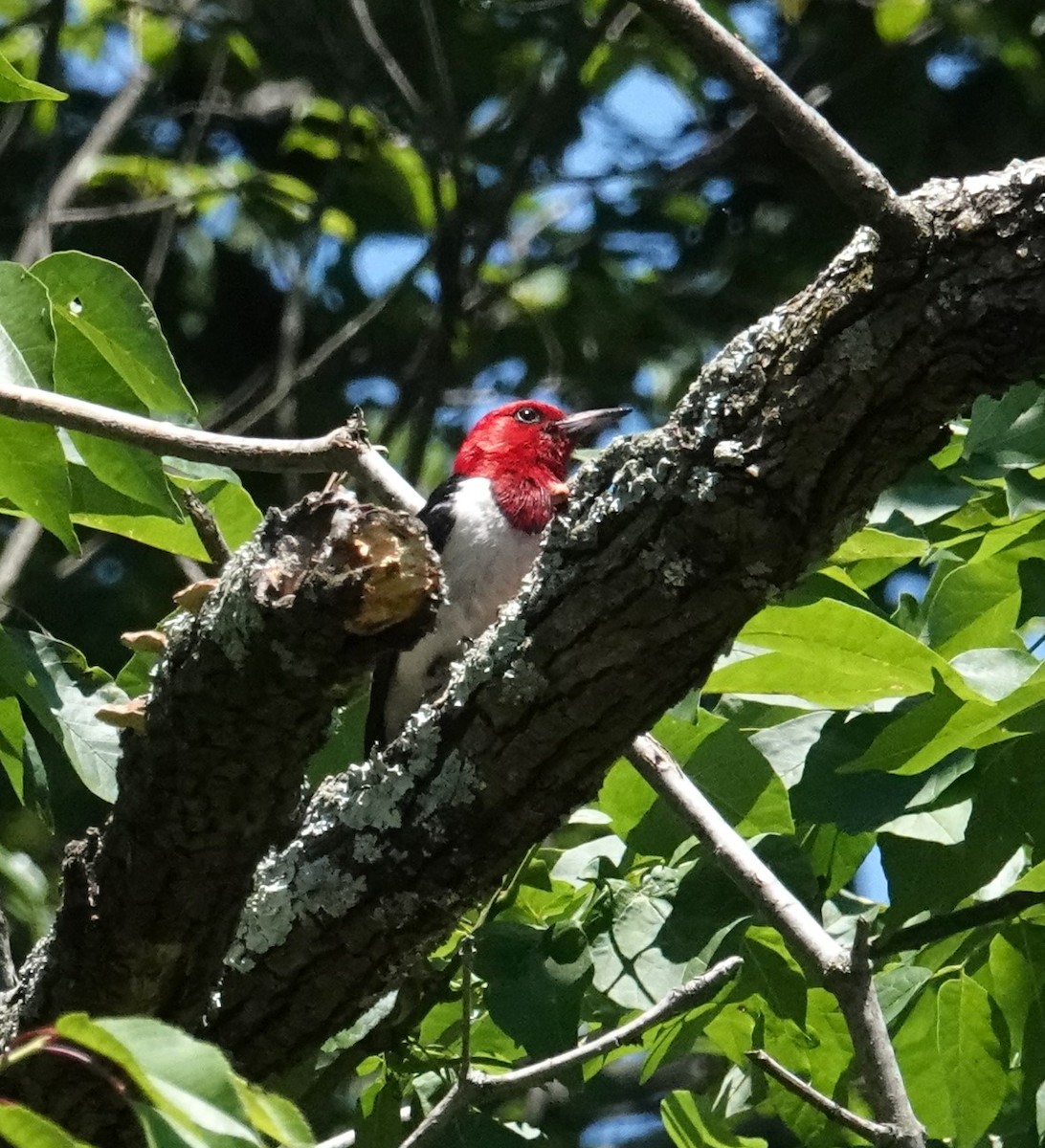 Red-headed Woodpecker - ML620186546