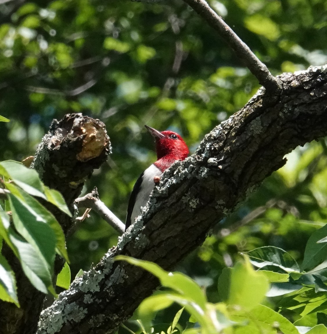 Red-headed Woodpecker - ML620186547