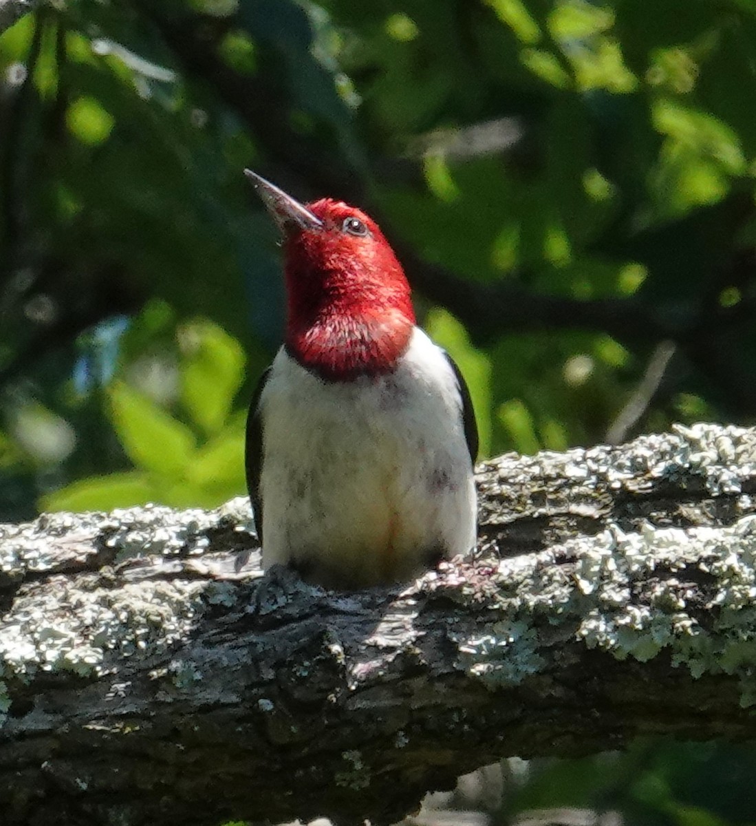 Red-headed Woodpecker - ML620186548