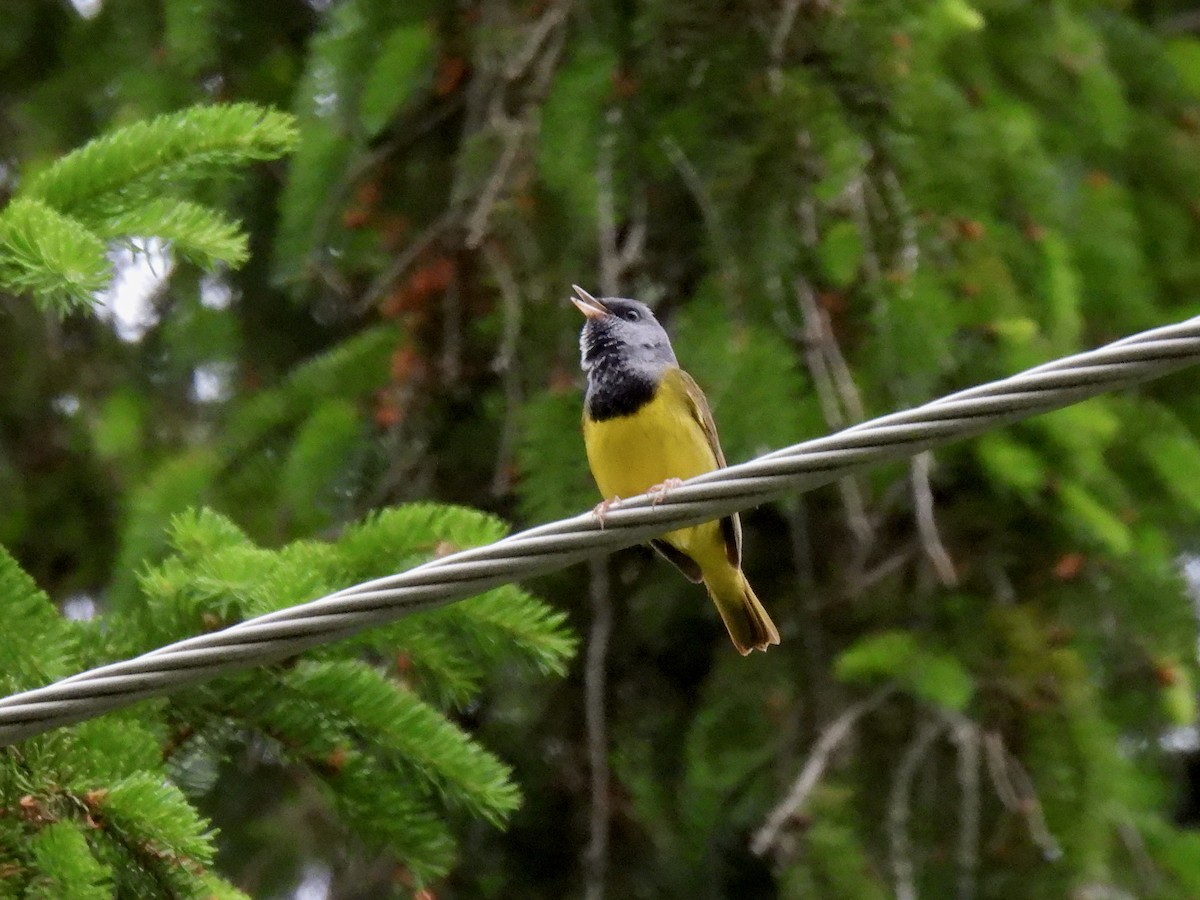 Mourning Warbler - ML620186553