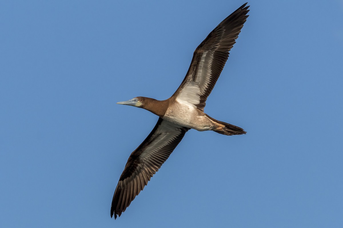 Brown Booby - ML620186554