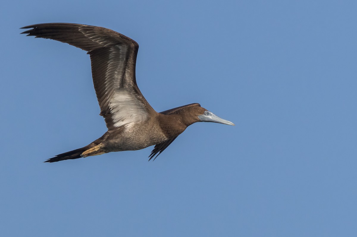 Brown Booby - ML620186556