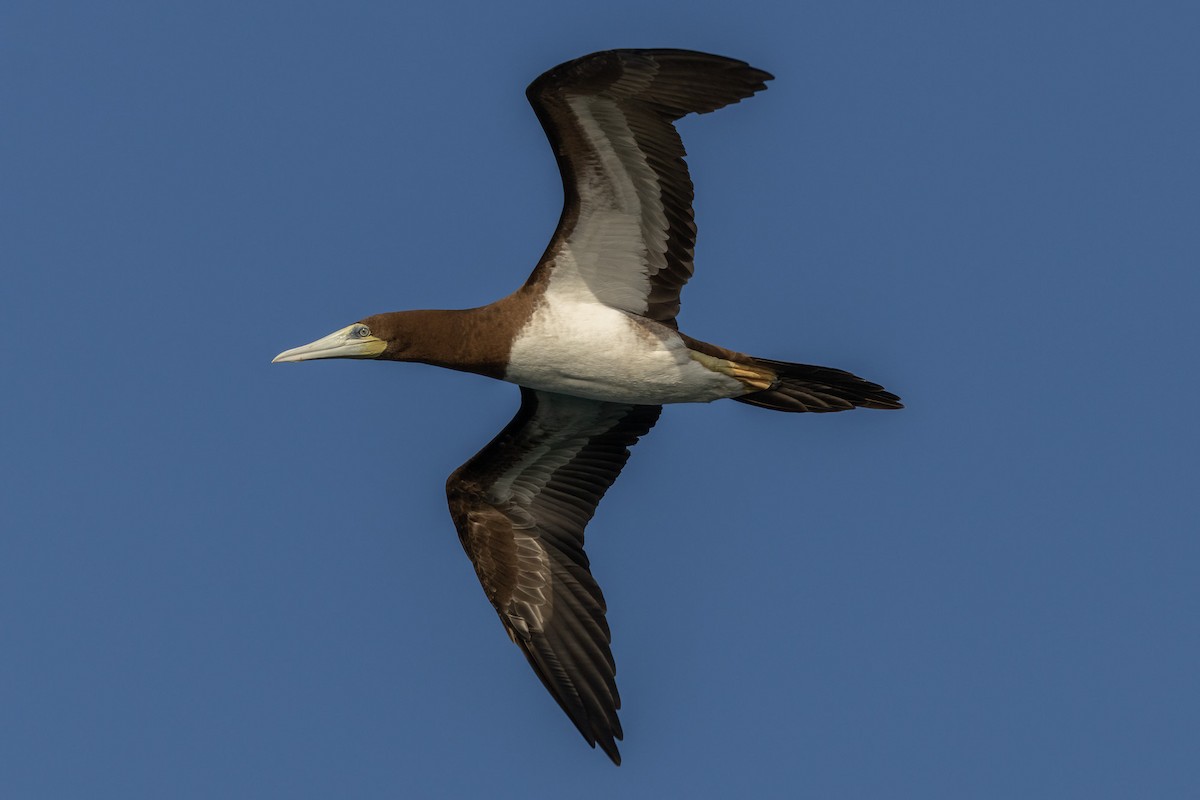 Brown Booby - ML620186557