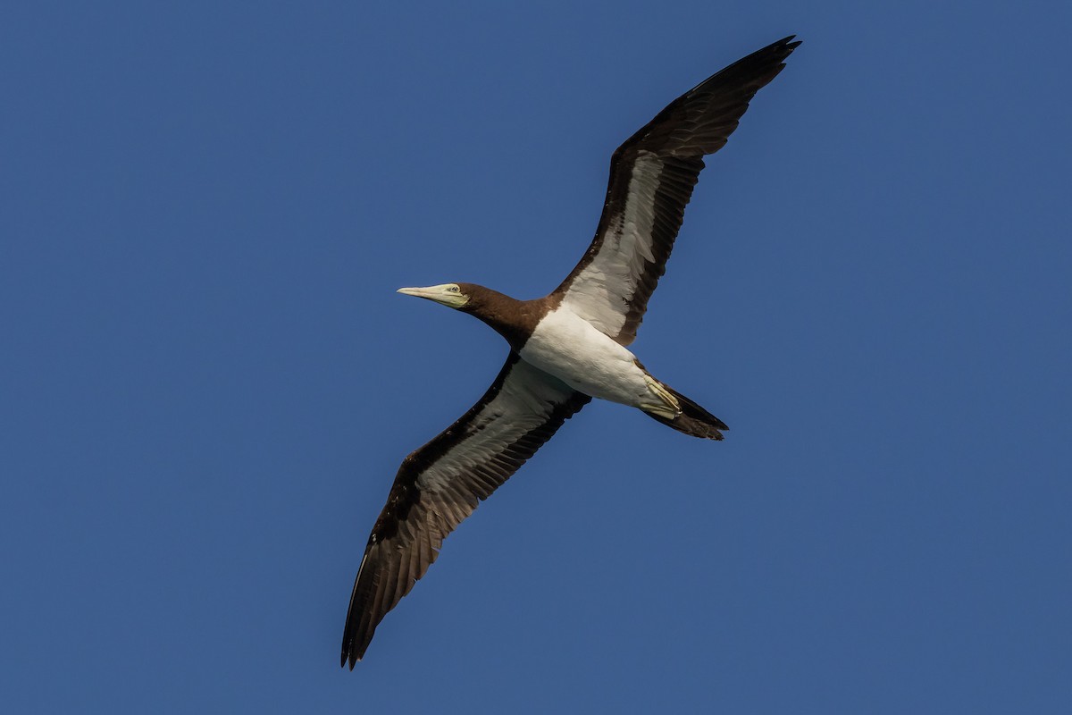 Brown Booby - ML620186558