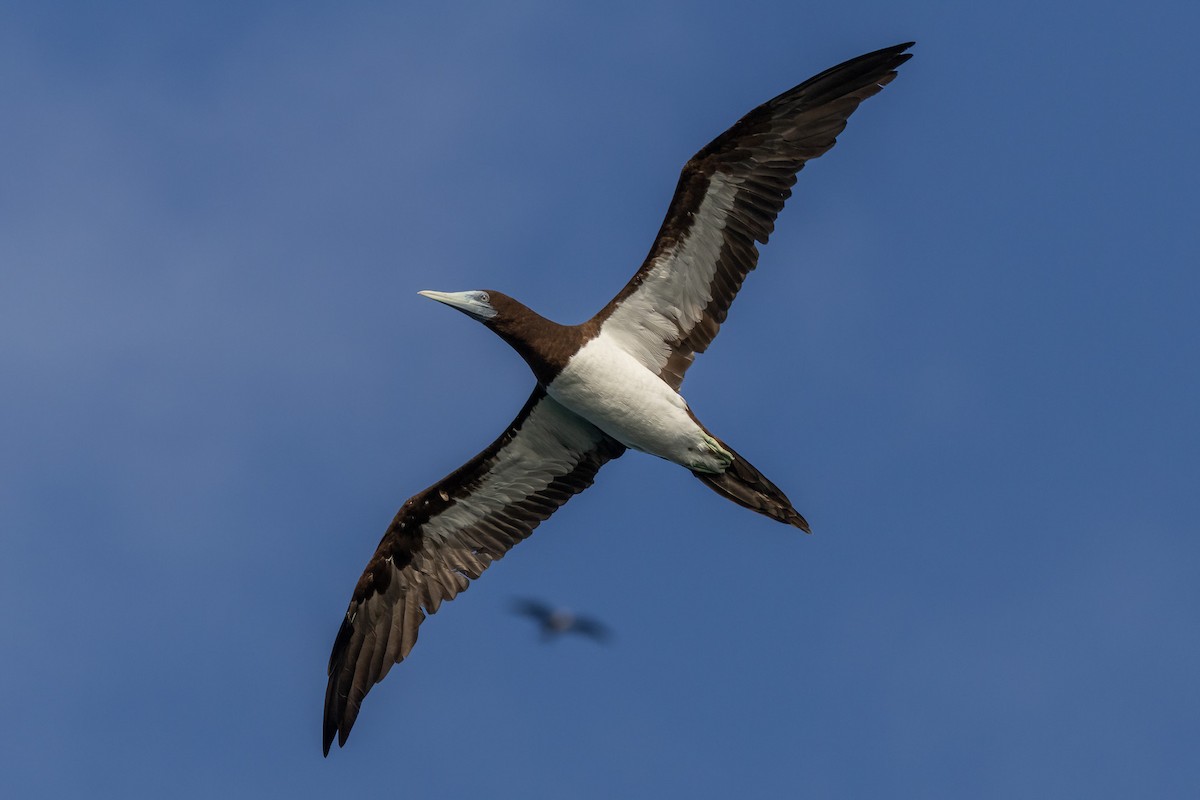 Brown Booby - ML620186559