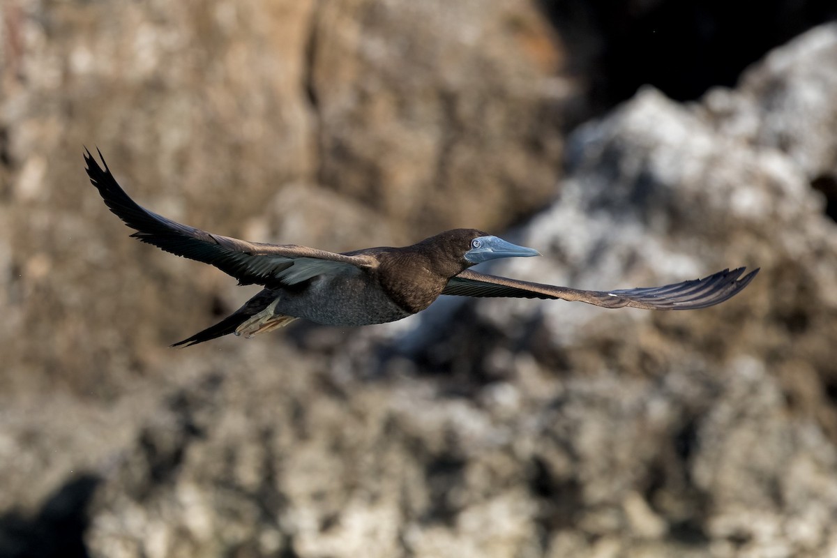 Brown Booby - ML620186560