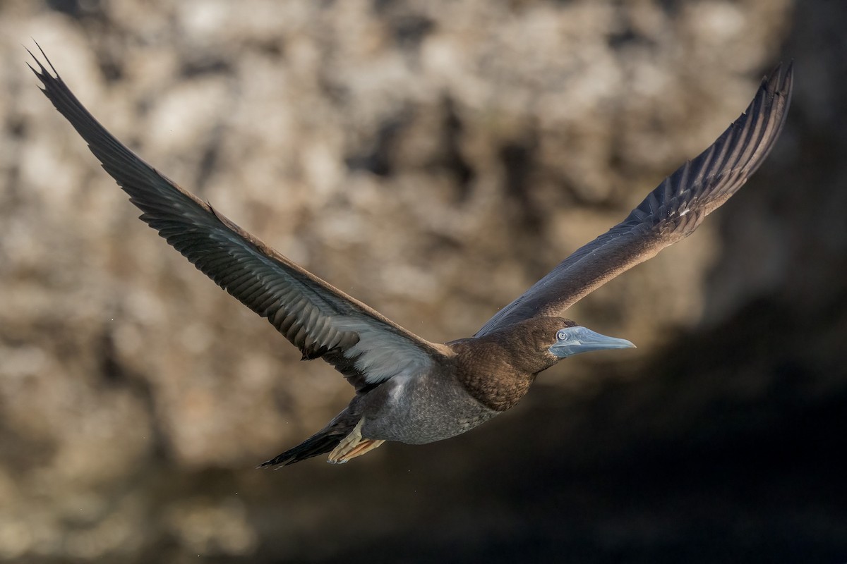 Brown Booby - ML620186562