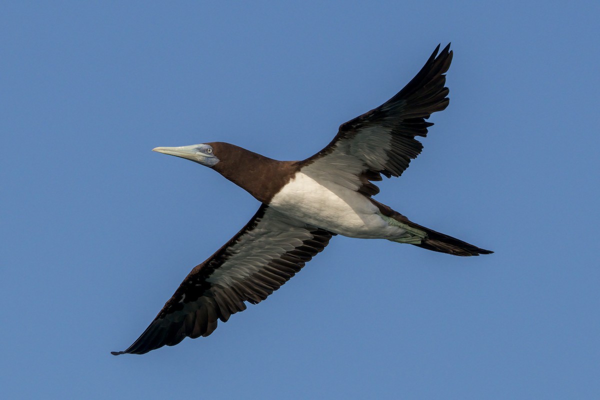 Brown Booby - ML620186563
