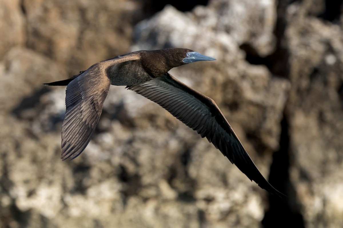 Brown Booby - ML620186564