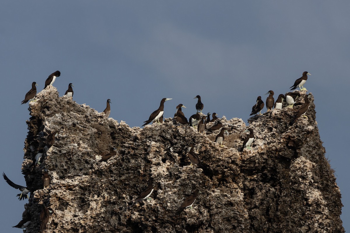Brown Booby - ML620186566