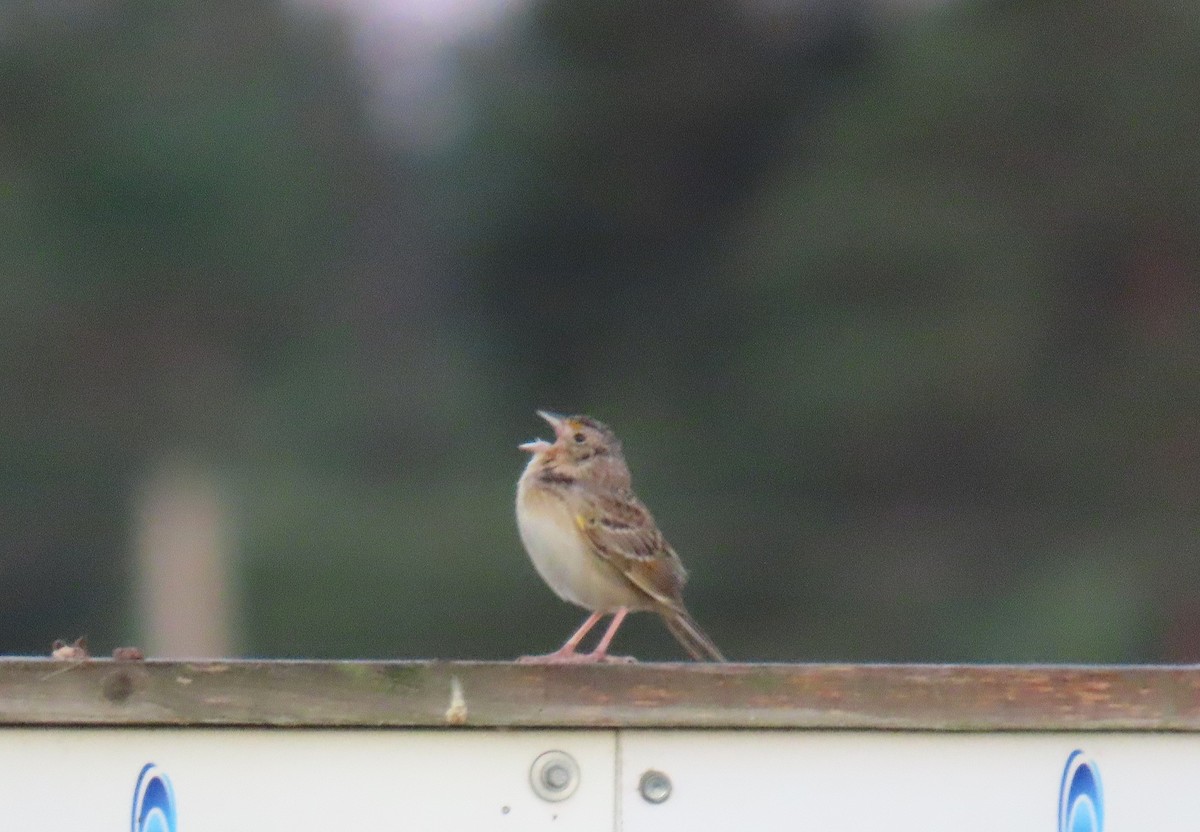 Grasshopper Sparrow - ML620186569