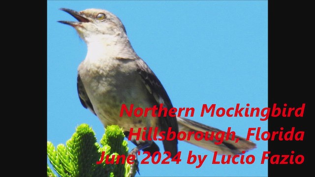 Northern Mockingbird - ML620186570