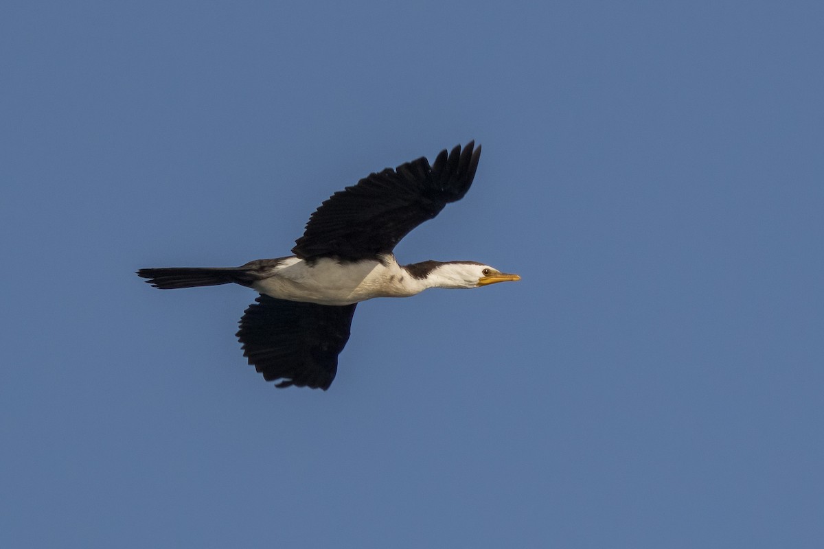 Little Pied Cormorant - ML620186574