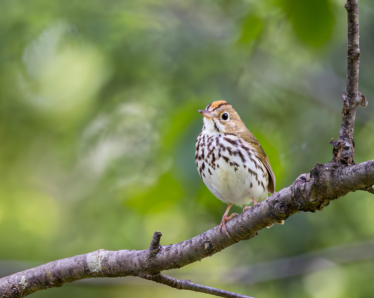 Ovenbird - ML620186575