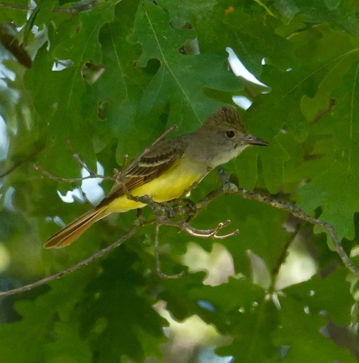 Great Crested Flycatcher - ML620186576