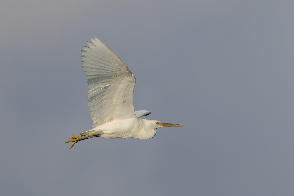 Pacific Reef-Heron - ML620186579