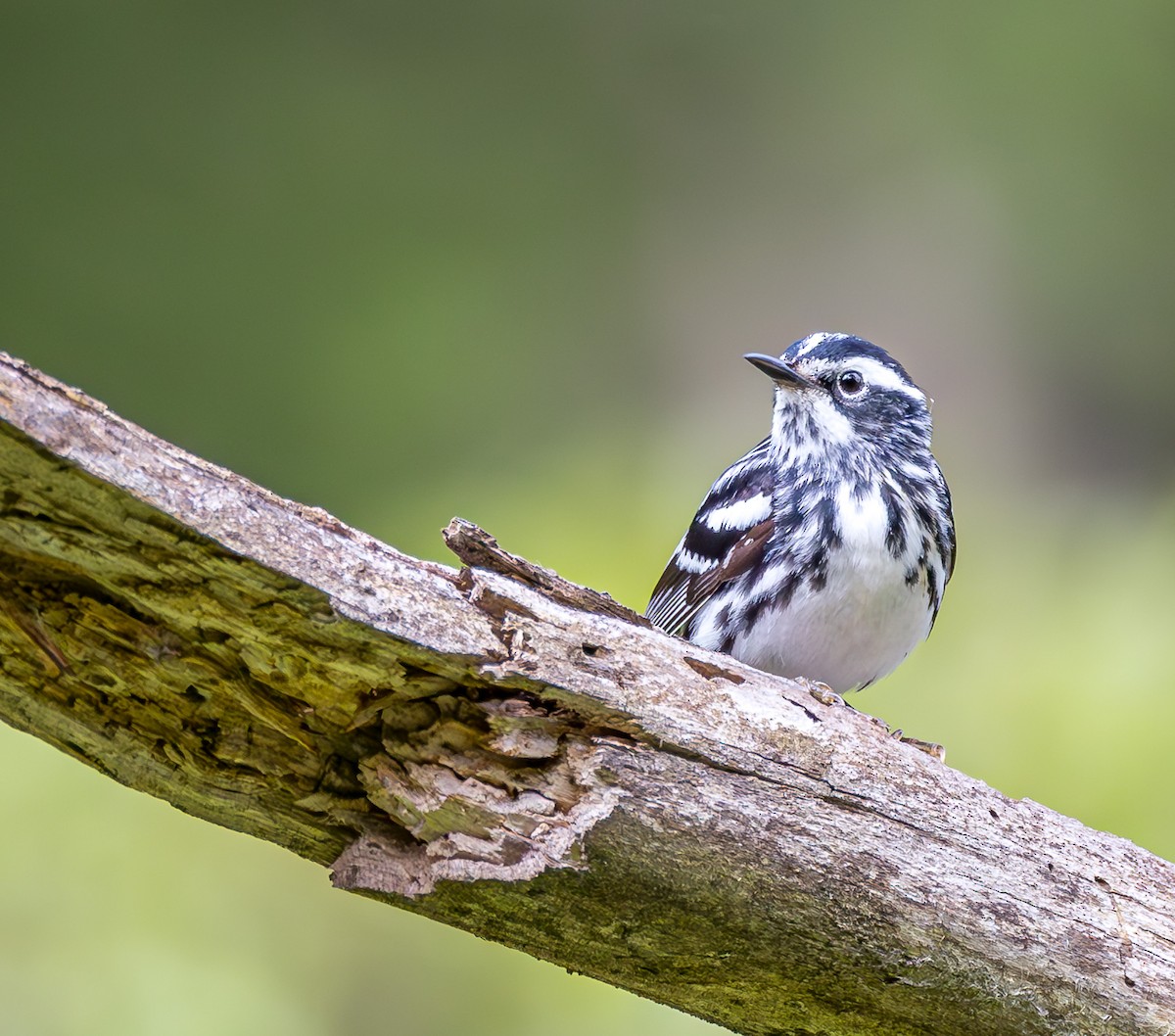 Black-and-white Warbler - ML620186584