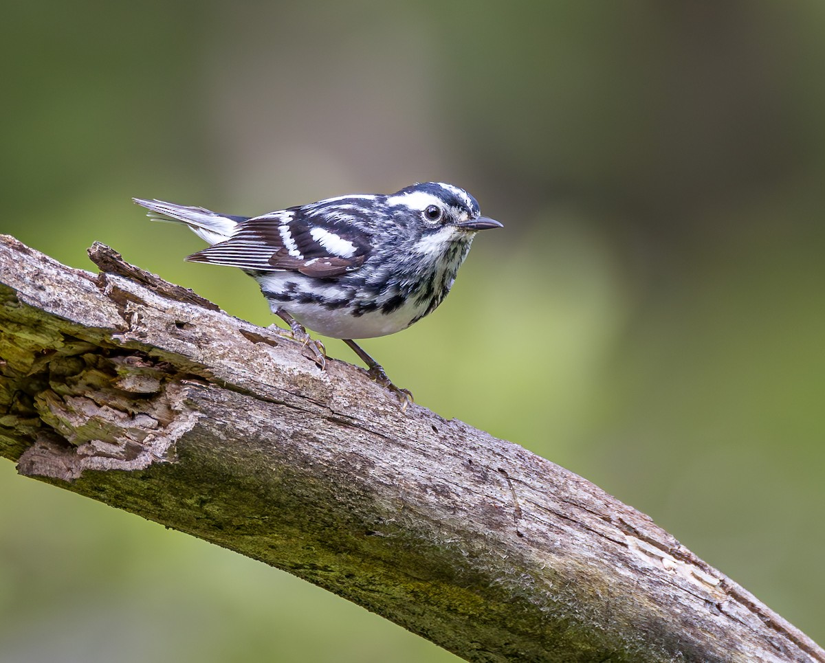 Black-and-white Warbler - ML620186585