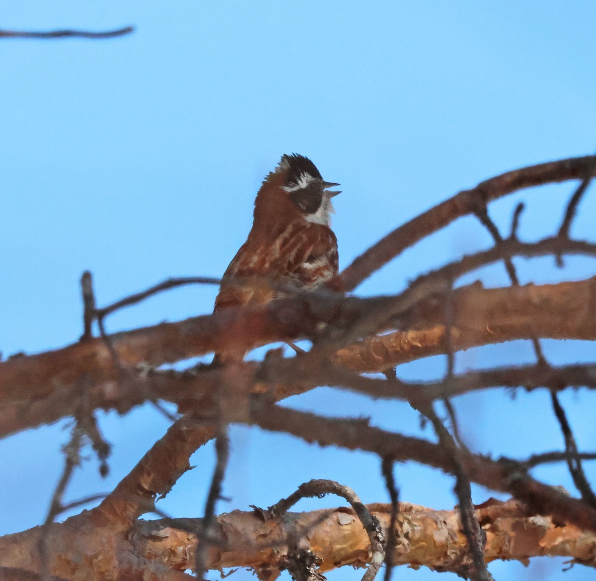 Rustic Bunting - ML620186588