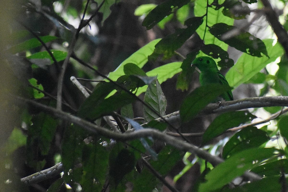 Green Broadbill - ML620186589