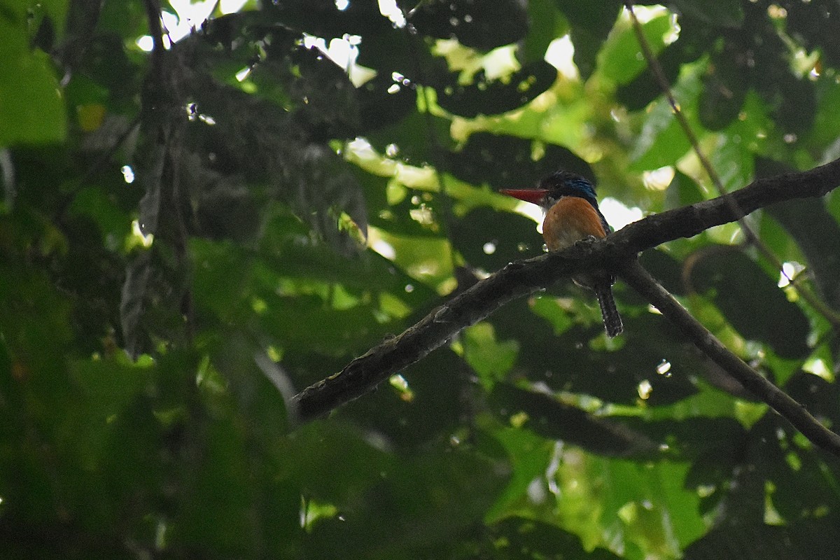 Banded Kingfisher (Black-faced) - ML620186591