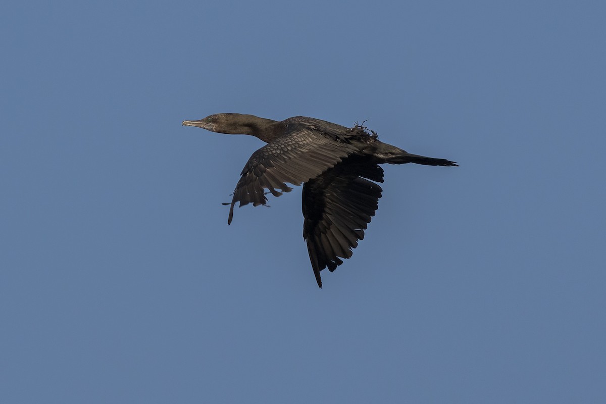 Little Black Cormorant - ML620186592