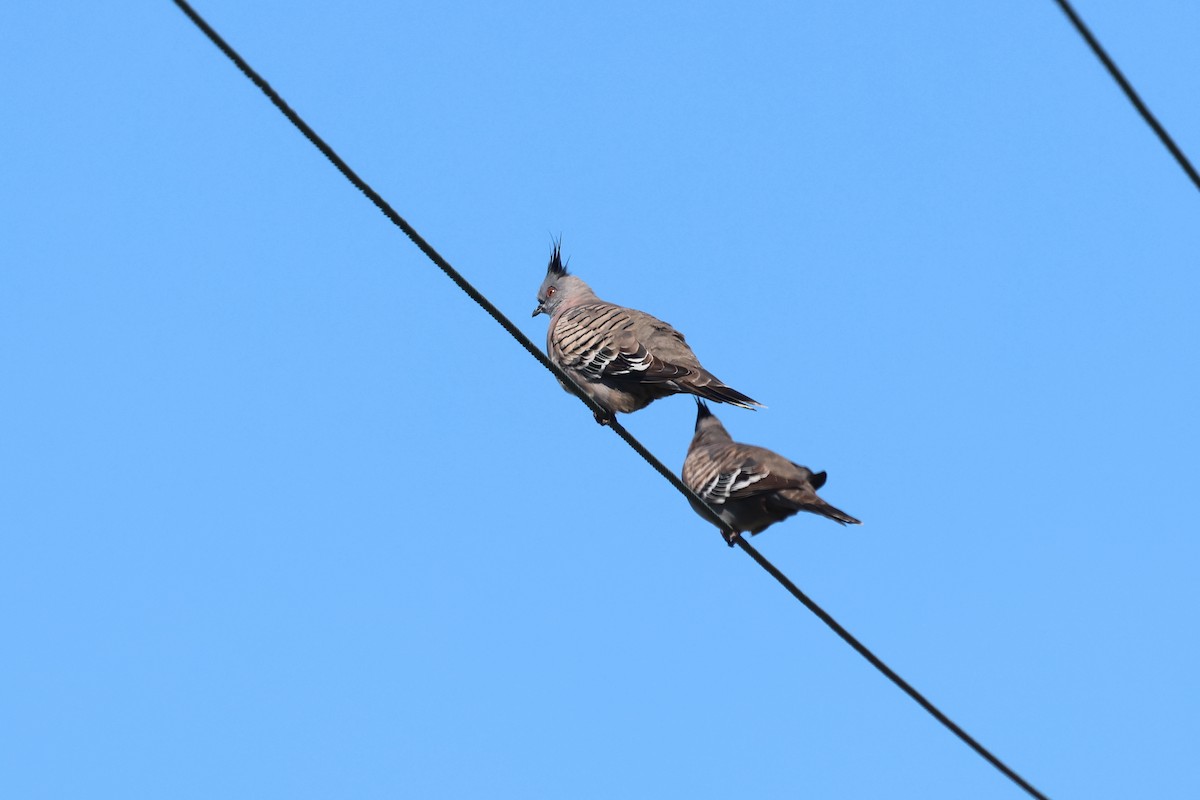 Crested Pigeon - ML620186593