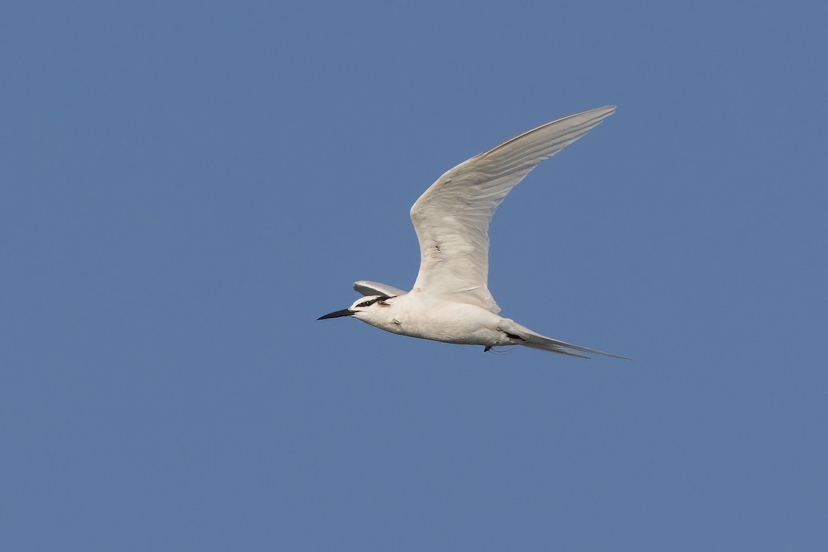 Black-naped Tern - ML620186598