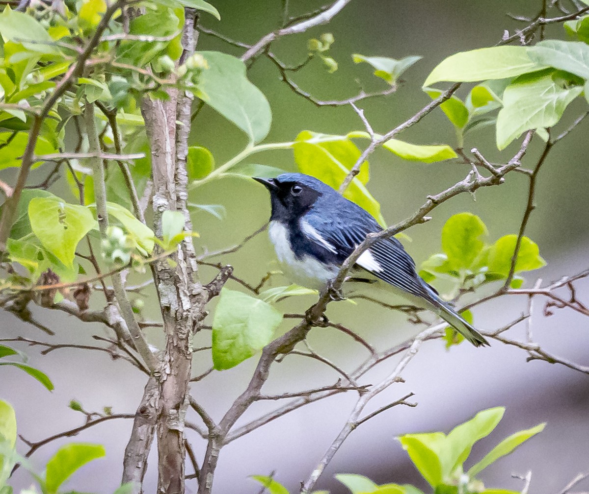 Black-throated Blue Warbler - ML620186605