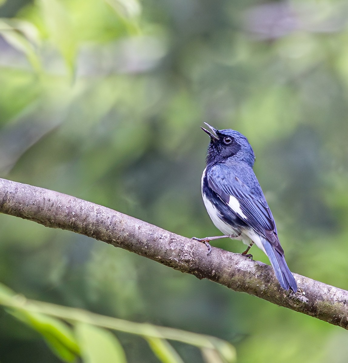 Black-throated Blue Warbler - ML620186606