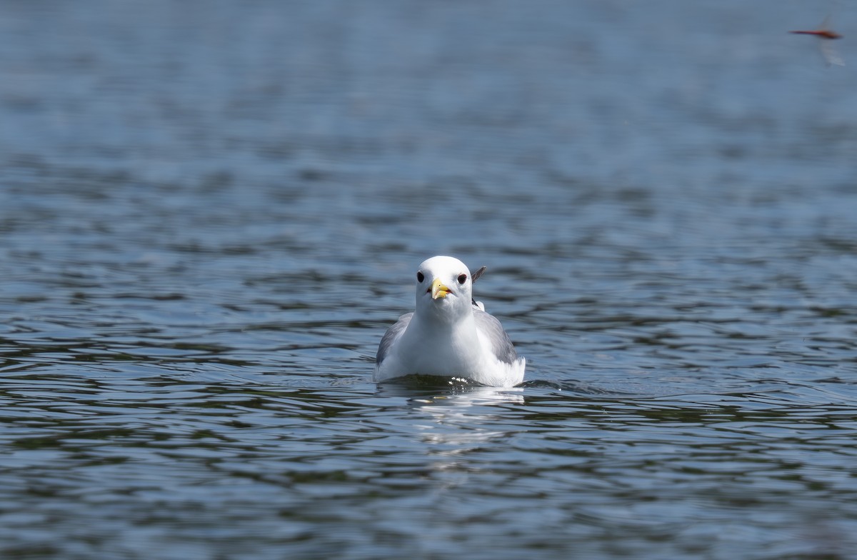 Black-legged Kittiwake - ML620186613