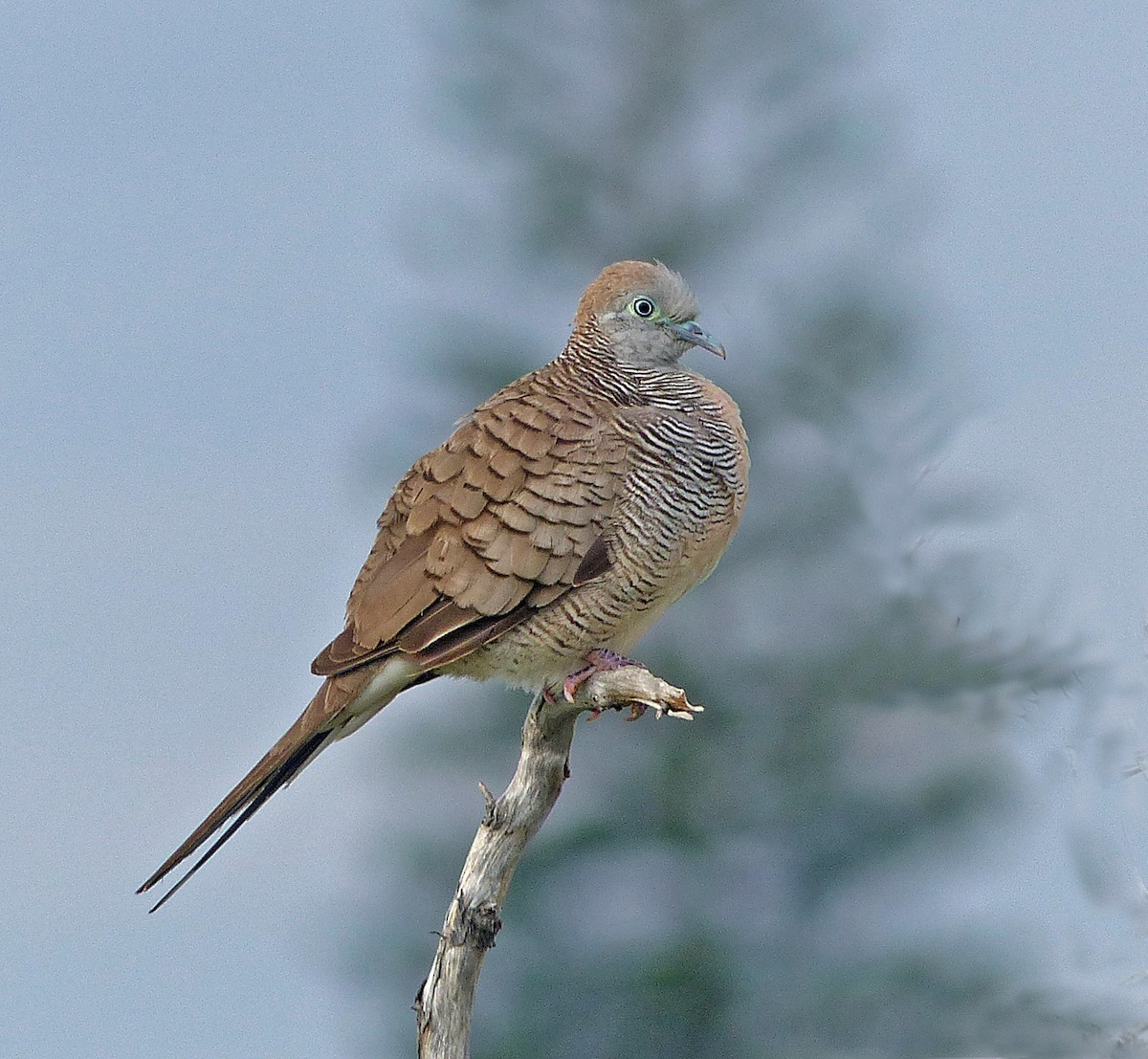 Zebra Dove - ML620186615