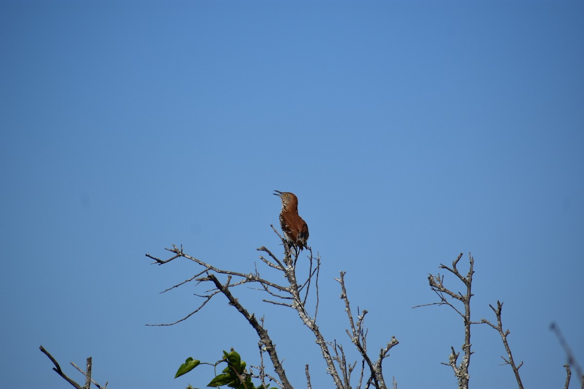 Brown Thrasher - ML620186627