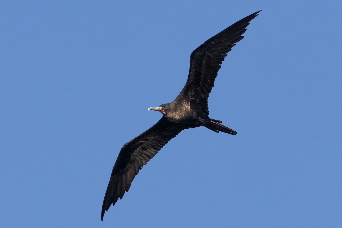 Great Frigatebird - ML620186631