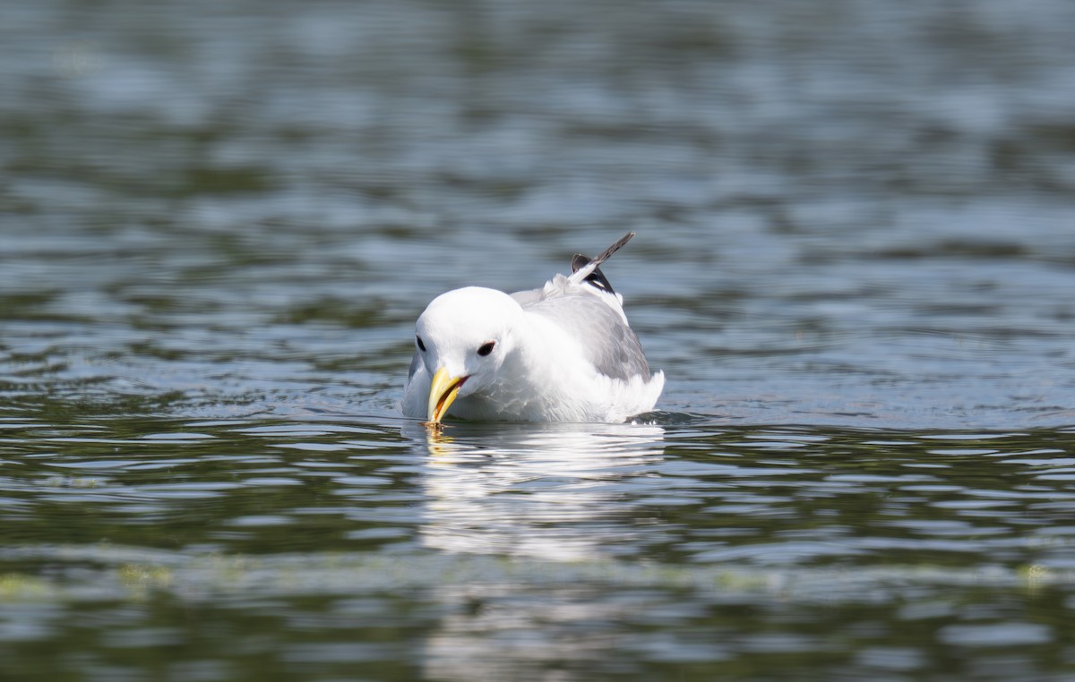 Black-legged Kittiwake - ML620186634