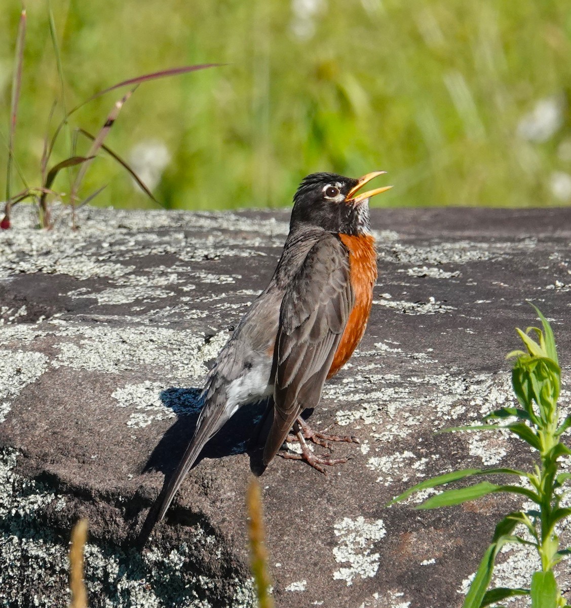 American Robin - ML620186639