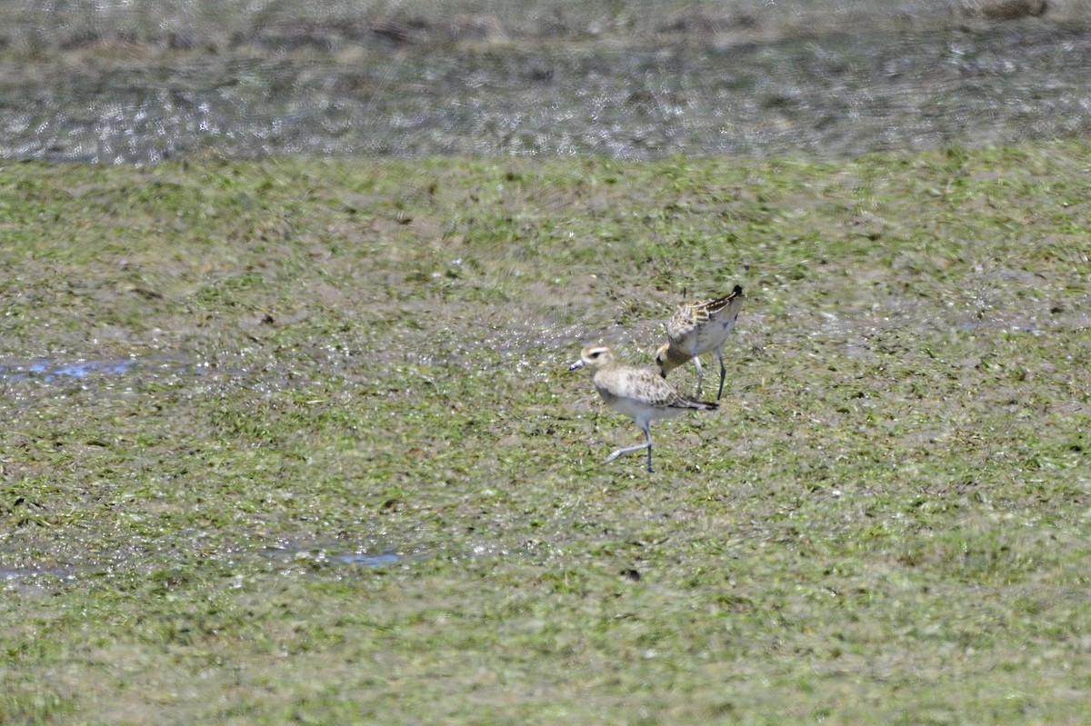 Pacific Golden-Plover - ML620186643