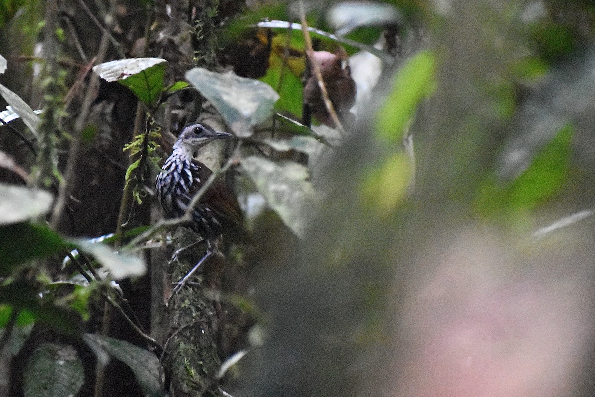 Bornean Wren-Babbler - ML620186644