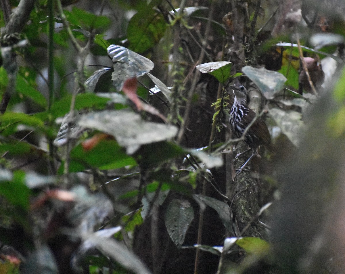 Bornean Wren-Babbler - ML620186645