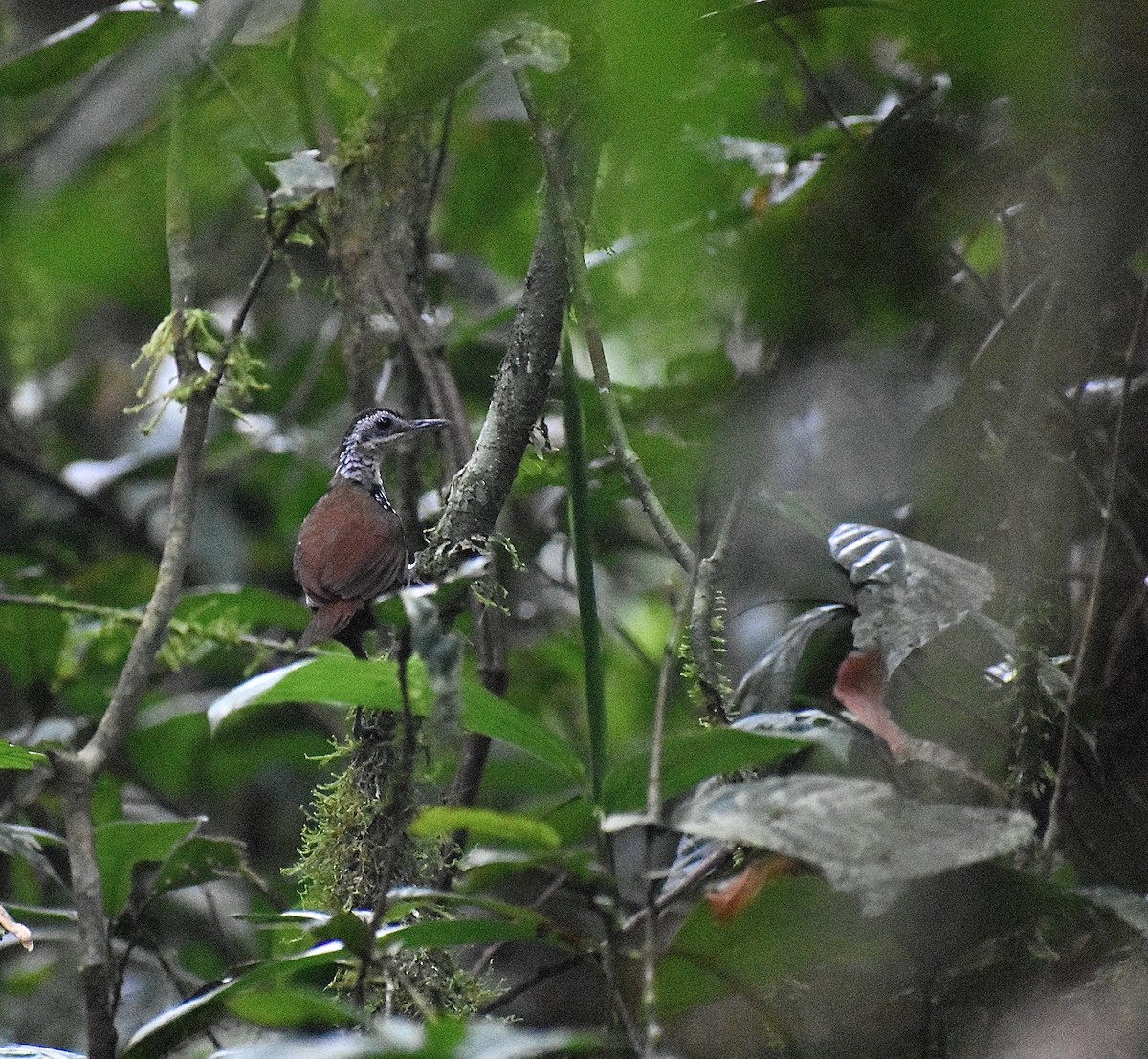 Bornean Wren-Babbler - ML620186646