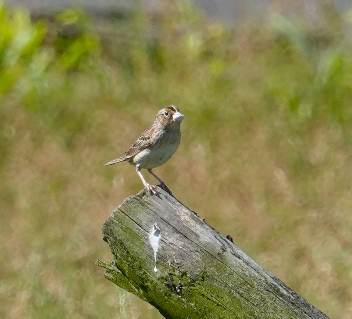 Grasshopper Sparrow - ML620186649